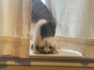 Gaya Kucing Paling Aneh dan Bikin Ngakak Gaya Kucing Paling Aneh dan Bikin Ngakak