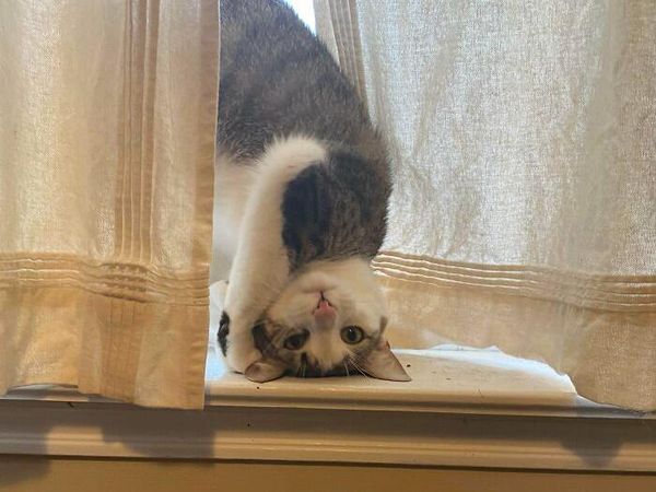 Gaya Kucing Paling Aneh dan Bikin Ngakak