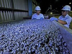 Dear Pemerintah, Penambang Nikel Curhat Rugi sampai Rp 4 T Gara-gara Ini