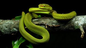 15 Spesies Baru yang Unik dan Ajaib