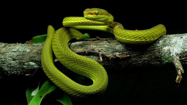 15 Spesies Baru yang Unik dan Ajaib