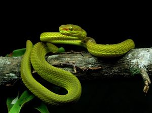 15 Spesies Baru yang Unik dan Ajaib