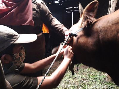 Ternak Warga Lereng Merapi Dipasang Tanda Pengenal