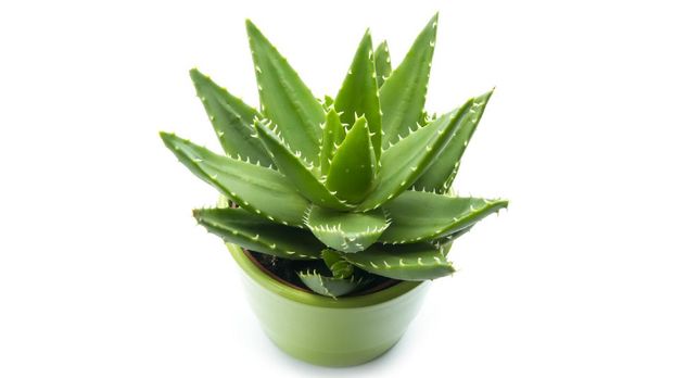 aloe vera in pot isolated on white background