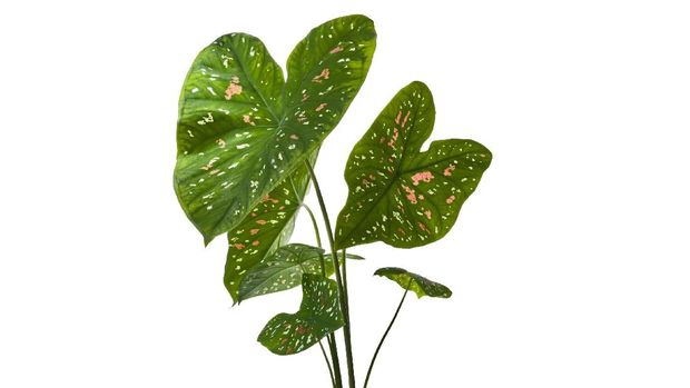 Caladium Bicolor Caladium bicolor leaves, Caladium foliage isolated on white background, with clipping path