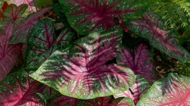 Caladium Radiance Red and Green Caladium plant found in the Garden in Spring, TX