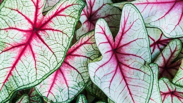 Caladium White Queen Close up of a grouping of Caladium leaves