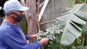 Dua Kecamatan di Boyolali Diguyur Abu Vulkanik Gunung Merapi