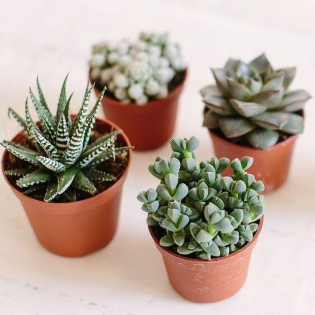 greenteriors_app Ide Souvenir untuk Pernikahan di Tahun 2021 yang Tak Hanya Unik tetapi Juga Bermanfaat