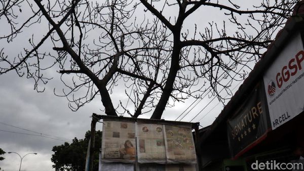 Hati-hati! Puncak Musim Hujan Pohon Rawan Tumbang