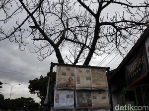 Hati-hati! Puncak Musim Hujan Pohon Rawan Tumbang