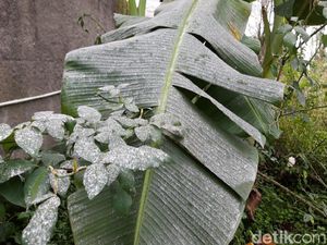 Hujan Abu Erupsi Gunung Merapi Guyur Dua Kecamatan di Boyolali
