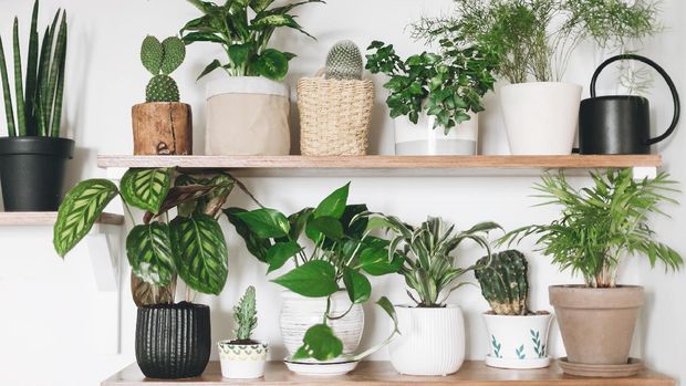 Stylish wooden shelves with green plants and black watering can. Modern room decor. Cactus, dieffenbachia, asparagus, epipremnum, calathea,dracaena,ivy, palm,sansevieria in pots on shelf