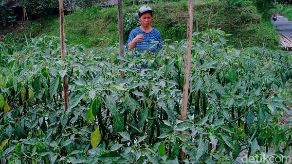 Kawasan Rawan Bencana di Klaten Juga Diguyur Hujan Abu Merapi