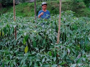 Kawasan Rawan Bencana di Klaten Juga Diguyur Hujan Abu Merapi