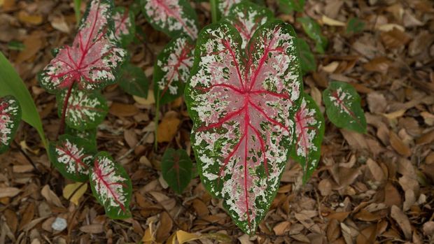 A photograph of a Carolyn Whorton Pink Caladium, or Pink Beauty Caldium, close up. Caladium is a genus of flowering plants in the family Araceae. They are often known by the common name Elephant Ear, Heart of Jesus, and Angel Wings. The genus Caladium includes seven species that are native to South America and Central America, and naturalized in India, parts of Africa, and various tropical islands. They grow in open areas of the forest and on the banks of rivers and go dormant during the dry season.