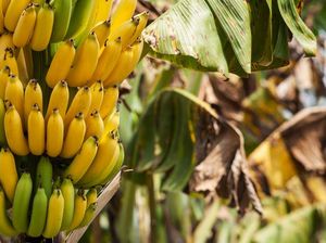 Ekspor Pisang RI ke AS Repot Banget