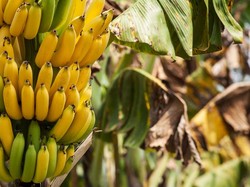 Bukan karena Sertifikat, 4 Hal Ini yang Bikin RI Susah Ekspor Pisang