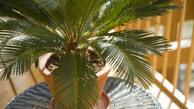 Palm Cycas revolutaPlease see some similar pictures from my portfolio: