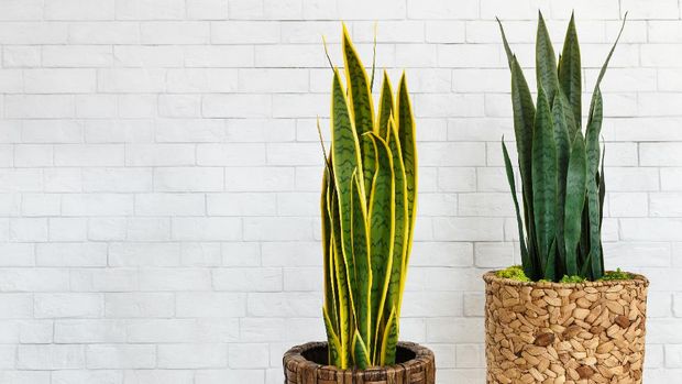 Sansevieria trifasciata in pots over white brick wall, free space