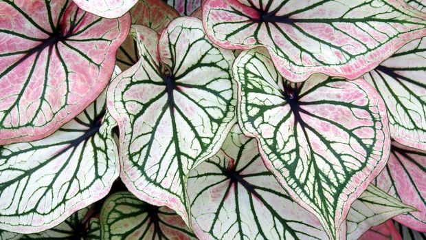 Decorative Leaves Foliage of Caladium Plant as Natural Texture Background