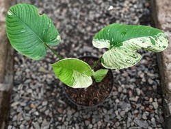 Tanaman Hias dari Bogor Tembus Pasar Belanda