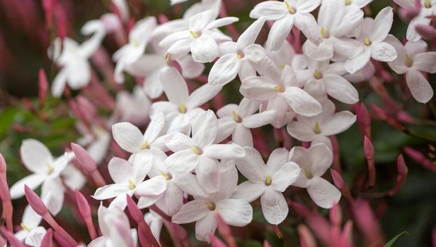 Jasminum polyanthum, also known as Pink Jasmine (or White Jasmine), is an evergreen twining climber native to China and Burma.