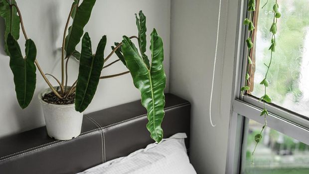 Tanaman Hias Philodendron Billietiae