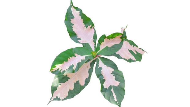 Tropical leaf, (Gold Capella) isolated on white background. Object with clipping path