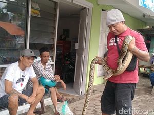 Hii... 2 Ekor Ular Sanca Ditangkap Warga di Tengah Banjir Pekalongan