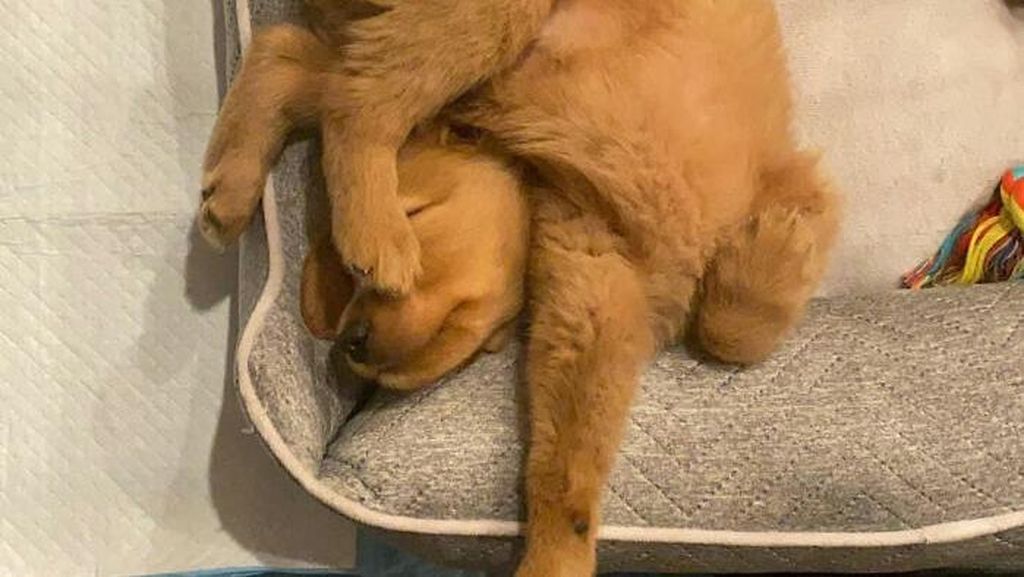 Kamu yang Tak Keluar Rumah, Yuk Senyum Dulu Lihat Pose Lucu Anjing-anjing Ini Kamu yang Tak Keluar Rumah, Yuk Senyum Dulu Lihat Pose Lucu Anjing-anjing Ini