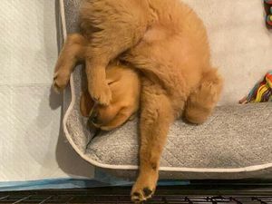 Kamu yang Tak Keluar Rumah, Yuk Senyum Dulu Lihat Pose Lucu Anjing-anjing Ini