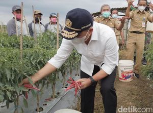 2021, Banyuwangi akan Bagikan Pupuk Organik Gratis 400 Hektare/Kecamatan