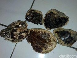 Batu Bau Kemenyan Ditemukan di Lokasi Perburuan Gigi Megalodon Sukabumi