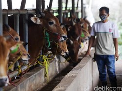 Potensi Sumber Daya Alam Dataran Rendah, dari Pertanian hingga Perikanan