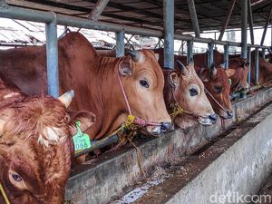 70 Ribu Hewan Ternak Bakal Disuntik Vaksin PMK di Jabar 70 Ribu Hewan Ternak Bakal Disuntik Vaksin PMK di Jabar