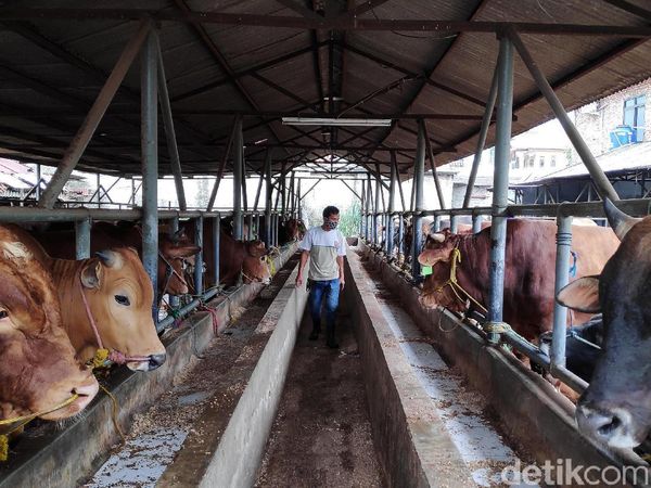 Melihat Peternakan di Tengah Tingginya Harga Daging Sapi