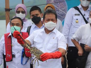 Trenggono: Lobster Harus Kita Kembangkan di Dalam Negeri!