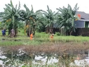 Buaya Muncul di Genangan Belakang Rumah Makassar, Kabur Saat Akan Ditangkap