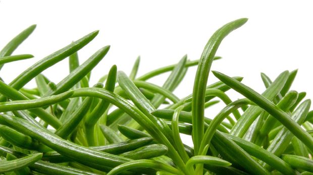 Tanaman Hias Happy Bean Peperomia Ferreyrae