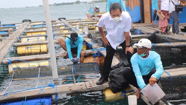 Tinjau Budidaya Lobster dan Perikanan di Bali