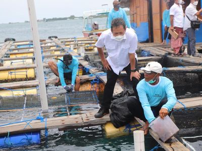 Tinjau Budidaya Lobster dan Perikanan di Bali