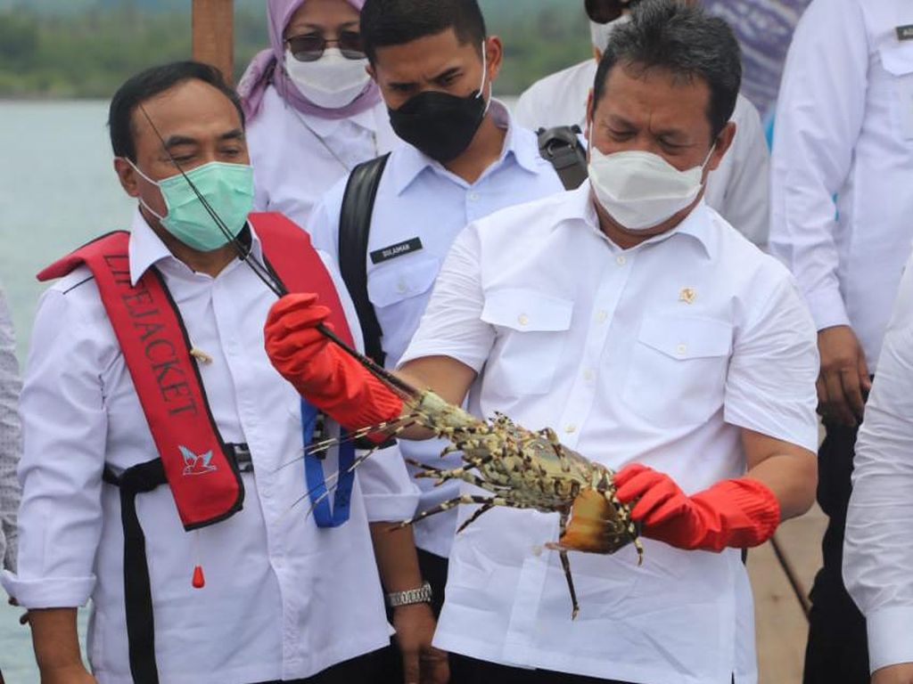 Aturan Keluar, Ekspor Benih Lobster Resmi Dilarang! Aturan Keluar, Ekspor Benih Lobster Resmi Dilarang!