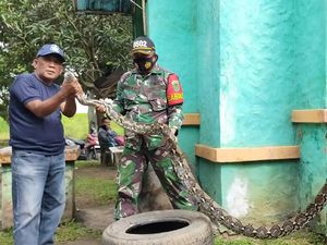 Satpam Tangkap Sanca yang Lilit Ayam di Puspemkot Serang