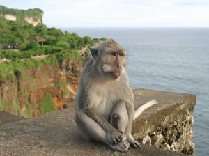 Monyet di Pura Uluwatu Pilih-pilih Barang Mahal buat Dirampas
