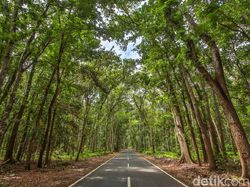 Alas Purwo, Hutan Tertua di Jawa yang Menyimpan Misteri Gerbang Gaib