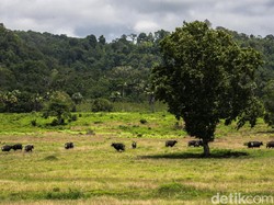 Alas Purwo Adalah Cagar Biosfer UNESCO dan Geopark Nasional