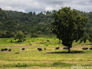 Alas Purwo Adalah Cagar Biosfer UNESCO dan Geopark Nasional Alas Purwo Adalah Cagar Biosfer UNESCO dan Geopark Nasional