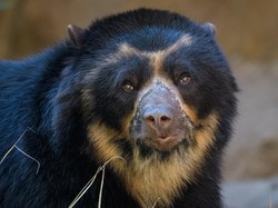 Ditutup untuk Turis, Machu Picchu Malah Dikunjungi Beruang Langka