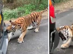 Hii.. Detik-detik Harimau Rusak Bemper Hingga Tarik Mundur Mobil SUV